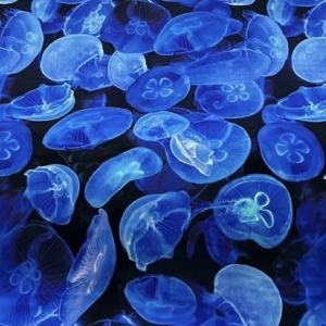 Девочки, предлагают кулирку пенье с цифровым принтом, ярко-синие медузы на черном фоне. Медузы как настоящие, полупрозрачные, смотрится очень интересно